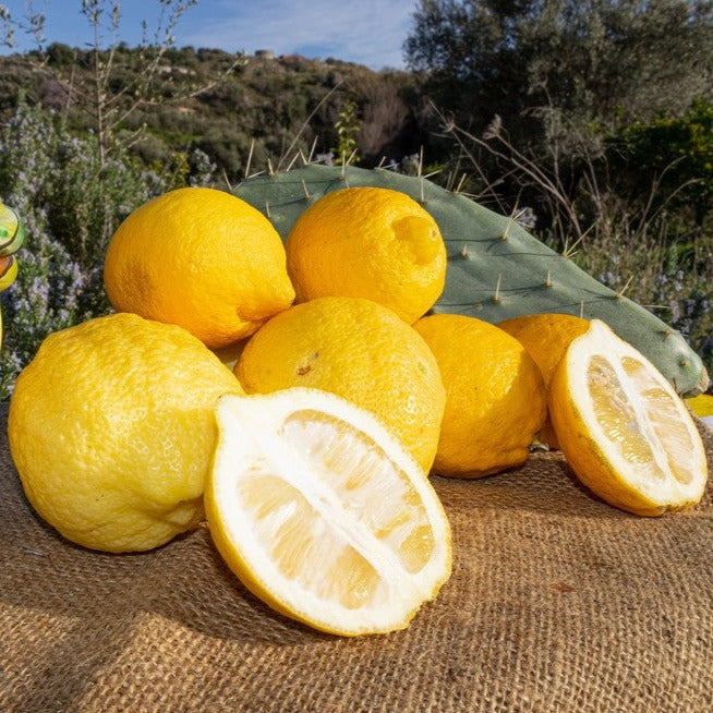 LIMONI BIOLOGICI SICILIANI (FEMMINELLO)