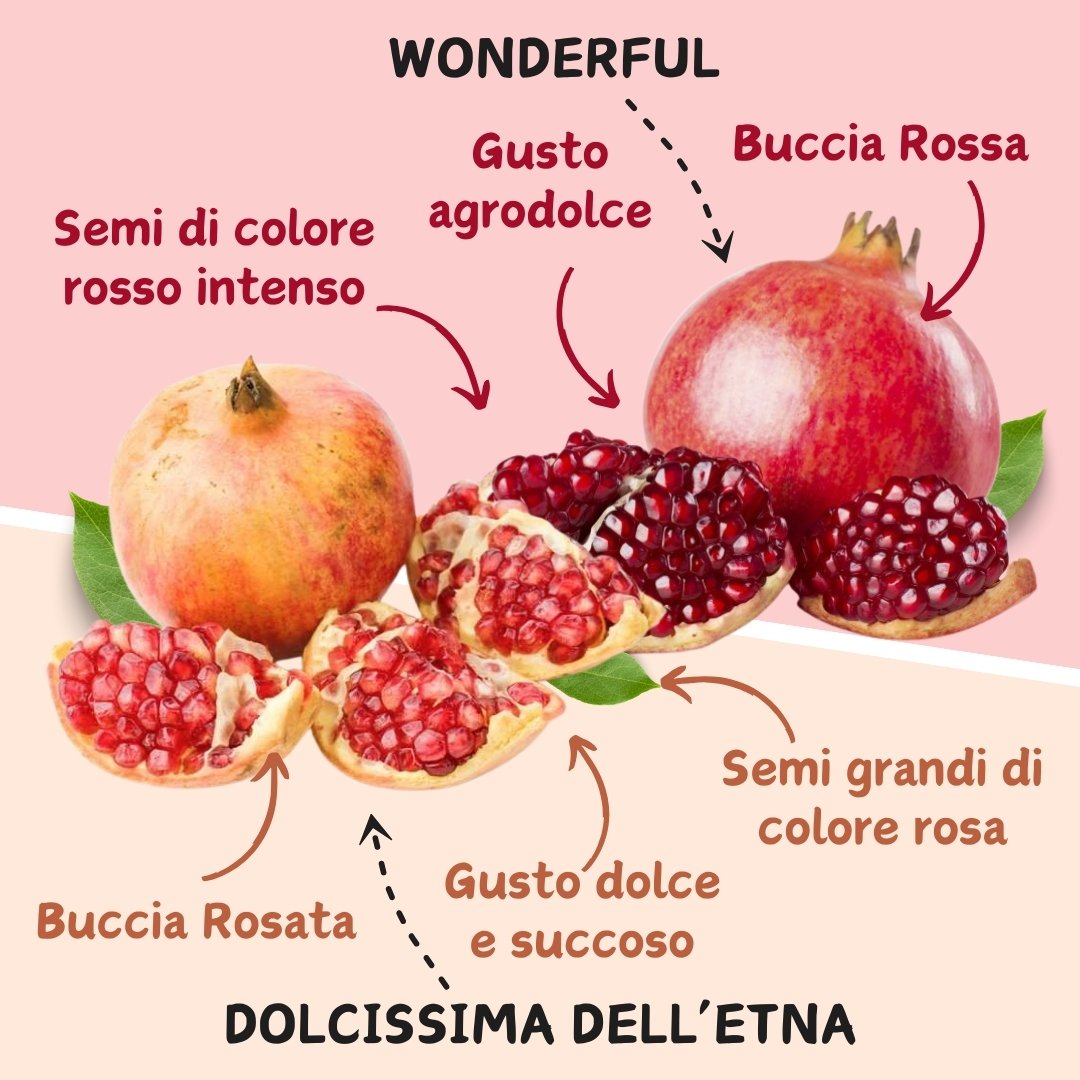 Distinzione tra Melagrana Wonderful e Dolcissima dell&